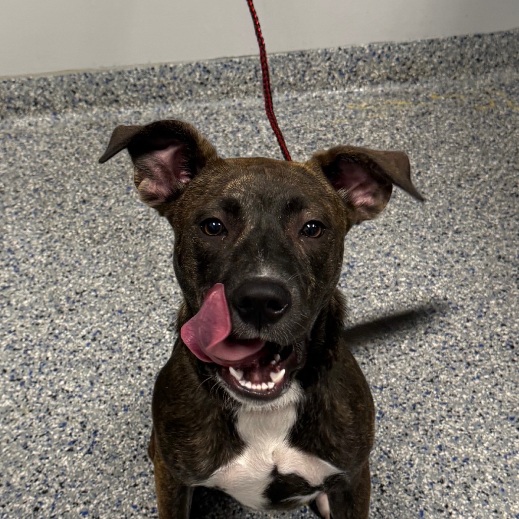 Shelter Stray Female Dog last seen , 328 Furman Hall Rd, Greenville, SC 29609, USA