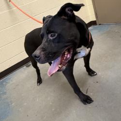 Shelter Stray Male Dog last seen , 2350 Appling City Cove, Memphis, TN 38133, USA