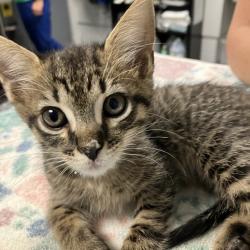 Shelter Stray Male Cat last seen , 328 Furman Hall Rd, Greenville, SC 29609, USA