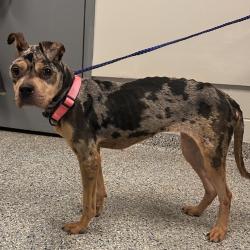 Shelter Stray Female Dog last seen , 328 Furman Hall Rd, Greenville, SC 29609, USA