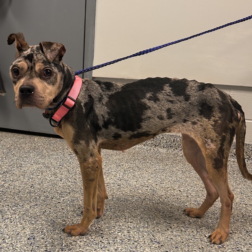 Shelter Stray Female Dog last seen , 328 Furman Hall Rd, Greenville, SC 29609, USA