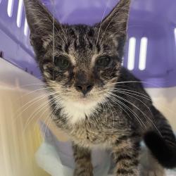 Shelter Stray Female Cat last seen , Animal Care & Control Team of Philly, 111 W Hunting Park Ave, Philadelphia, PA 19140, USA
