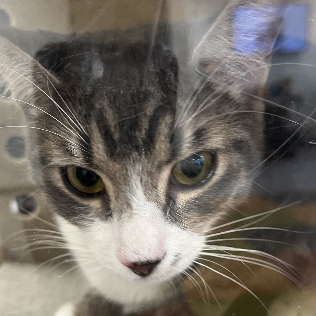 Shelter Stray Female Cat last seen , Animal Care & Control Team of Philly, 111 W Hunting Park Ave, Philadelphia, PA 19140, USA