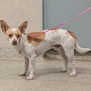 Shelter Stray Male Dog last seen , 8464 Beach Blvd, Jacksonville, FL 32216, USA