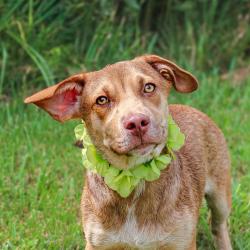 Shelter Stray Male Dog last seen , 141 Canna Ln, Lake Jackson, TX 77566, USA
