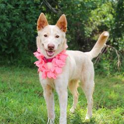 Shelter Stray Female Dog last seen , 141 Canna Ln, Lake Jackson, TX 77566, USA
