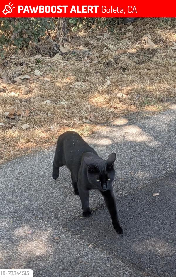 Lost Male Cat last seen Gwynne Ave and Calle Luarda, Goleta, CA 93111