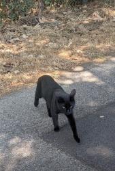 Lost Male Cat last seen Gwynne Ave and Calle Luarda, Goleta, CA 93111