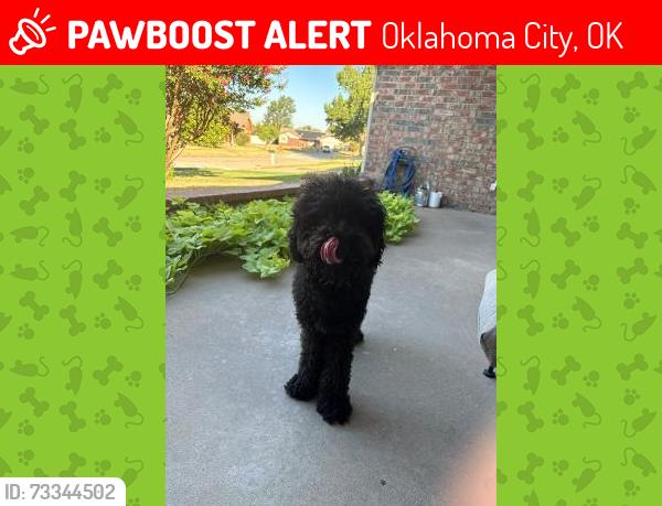 Lost Male Dog last seen Sw 110th & S. Western Ave, OKC, Oklahoma City, OK 73139