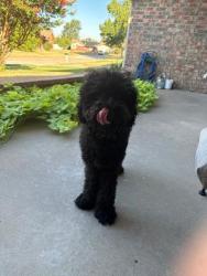 Lost Male Dog last seen Sw 110th & S. Western Ave, OKC, Oklahoma City, OK 73139
