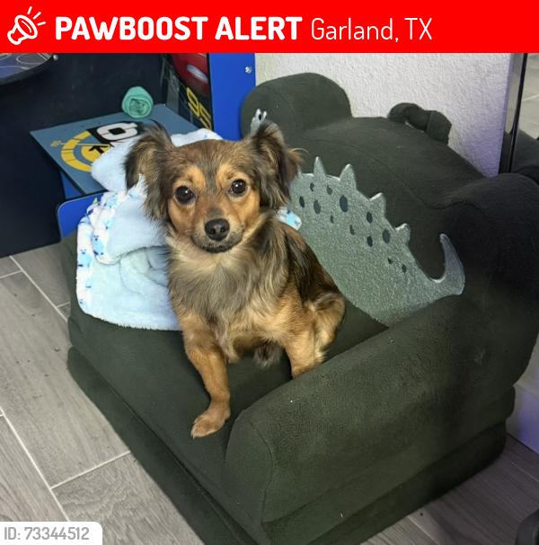 Lost Male Dog last seen Mars and Greencove Dr, Garland, TX 75040