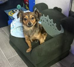 Lost Male Dog last seen Mars and Greencove Dr, Garland, TX 75040