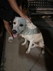 Found/Stray Male Dog last seen Tweedy and Alexander, South Gate, CA 90280