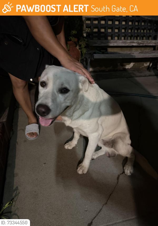Found/Stray Male Dog last seen Tweedy and Alexander, South Gate, CA 90280