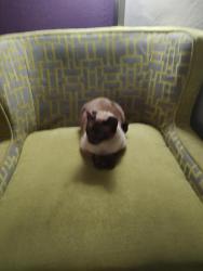 Lost Female Cat last seen Beacon Street, Tequesta, FL 33469