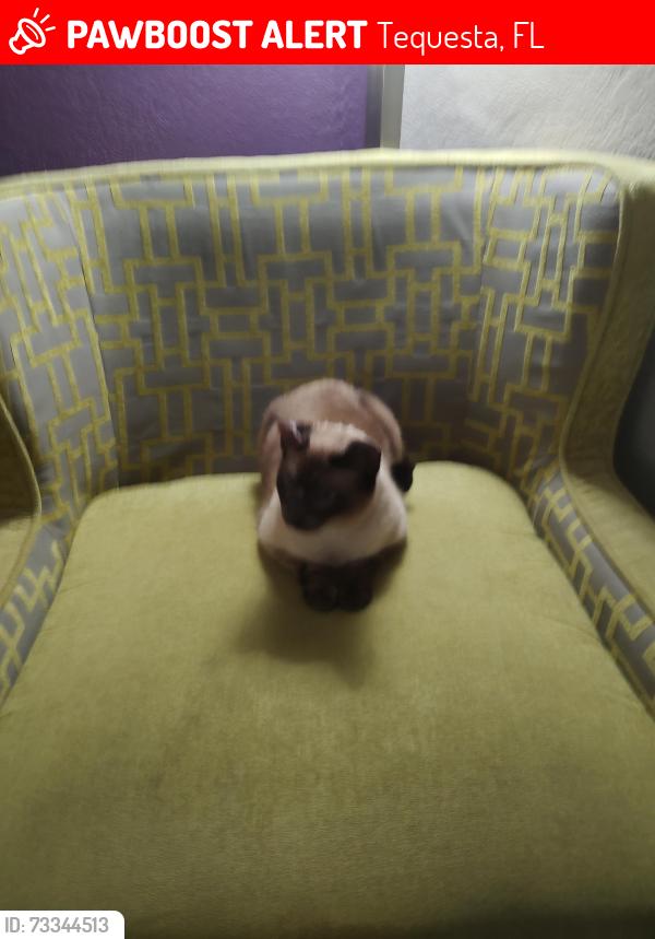 Lost Female Cat last seen Beacon Street, Tequesta, FL 33469