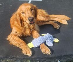 Lost Male Dog last seen Washington and Cresthill Subdivision, Eustis, FL 32726