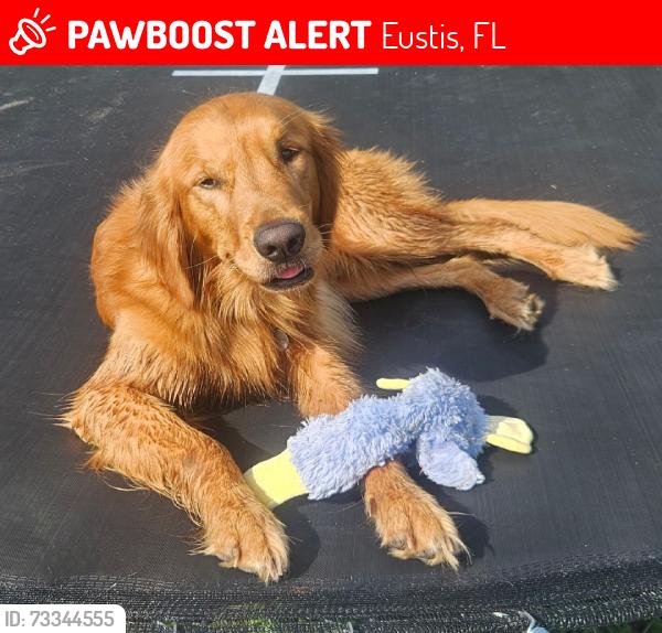 Lost Male Dog last seen Washington and Cresthill Subdivision, Eustis, FL 32726