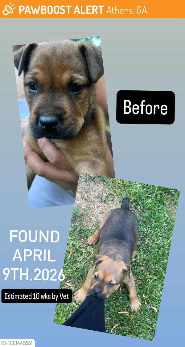 Found/Stray Female Dog last seen Westchester/Tallassee Rd, Athens, GA 30606