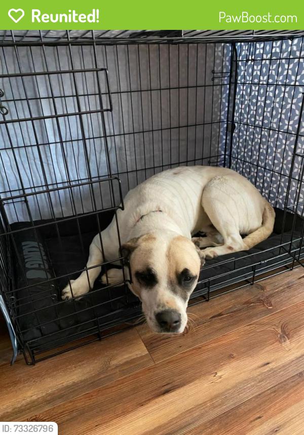Reunited Male Dog last seen Longrass Drive, Smithfield NC, Johnston County, NC 27577