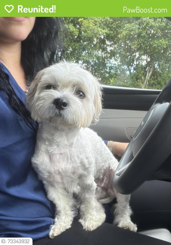 Reunited Female Dog last seen 73rd ST & biscayne boulevard, Miami, FL 33137