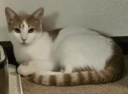 Reunited Male Cat last seen 32nd Ave & Zephyr Ct, Wheat Ridge, CO 80033