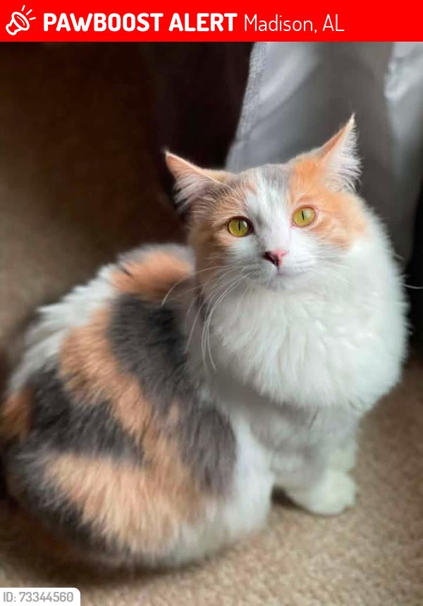Lost Female Cat last seen Sanctuary at Indian creek apmts, Madison, AL 35758