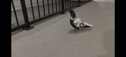 Found/Stray Unknown Bird last seen Elan Capital Hills Appartments, Raleigh, NC 27616