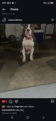 Lost Male Dog last seen Boil bay, Virginia Beach, VA 23453