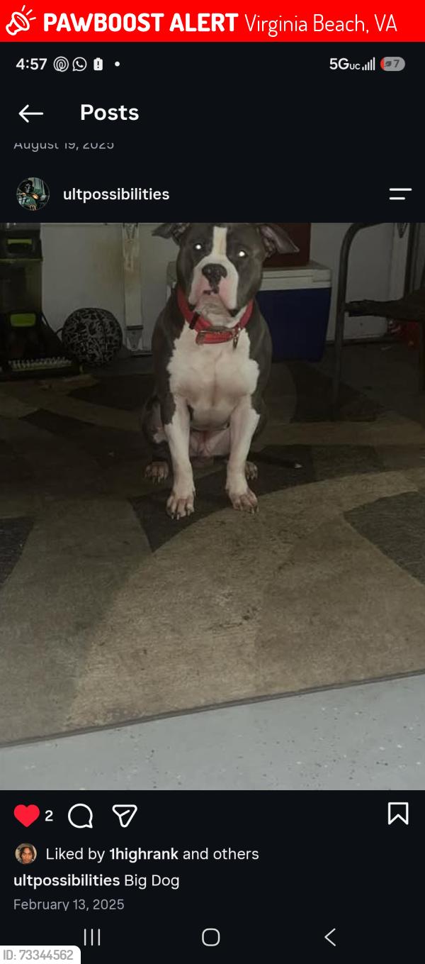 Lost Male Dog last seen Boil bay, Virginia Beach, VA 23453