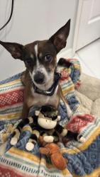 Lost Male Dog last seen McKenzie and central blvd, Brownsville, TX 78521