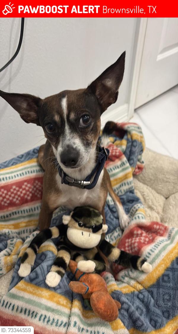 Lost Male Dog last seen McKenzie and central blvd, Brownsville, TX 78521