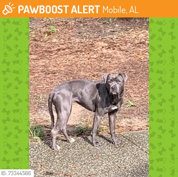 Found/Stray Female Dog last seen Lakeview Dr W, Mobile, AL 36688