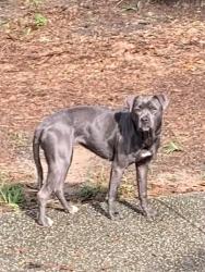 Found/Stray Female Dog last seen Lakeview Dr W, Mobile, AL 36688