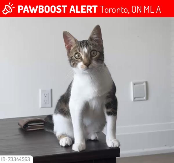Lost Female Cat last seen Near St Gaspar Crt, Toronto, ON M9L 0A4
