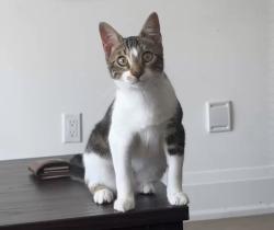 Lost Female Cat last seen Near St Gaspar Crt, Toronto, ON M9L 0A4