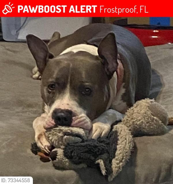 Lost Female Dog last seen Barr Road and 630 East, Frostproof, FL 33843