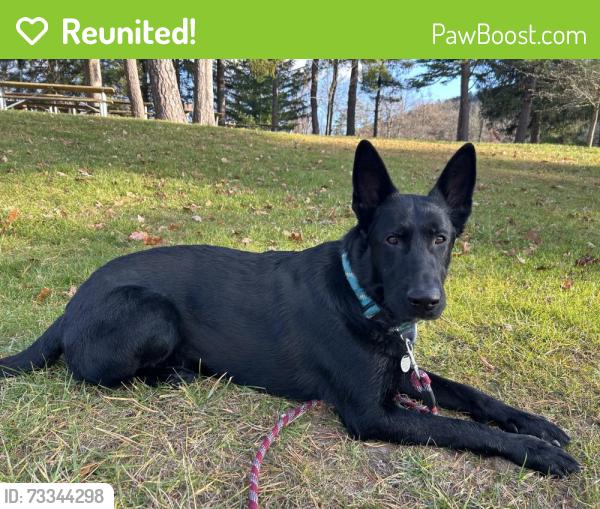 Reunited Male Dog last seen Grant shook road, Greencastle, PA 17225