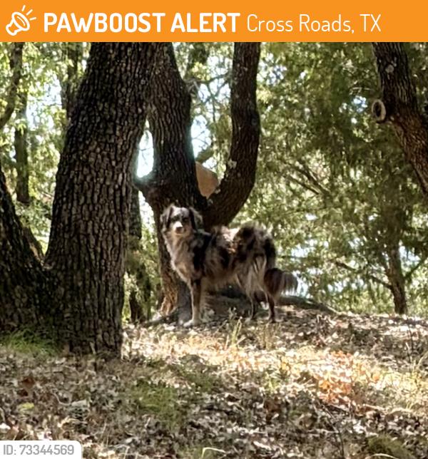 Found/Stray Unknown Dog last seen Moseley and Turner, Cross Roads, TX 76227
