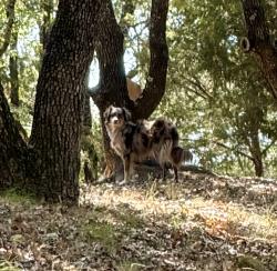 Found/Stray Unknown Dog last seen Moseley and Turner, Cross Roads, TX 76227