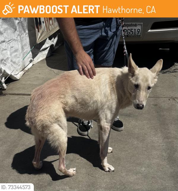 Found/Stray Male Dog last seen Jim Thorne Park, Hawthorne, CA 90250
