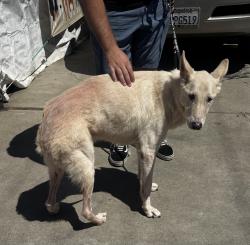 Found/Stray Male Dog last seen Jim Thorne Park, Hawthorne, CA 90250