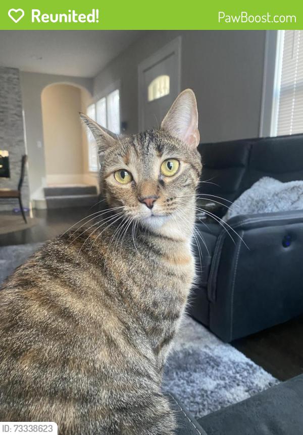 Reunited Female Cat last seen Bottsford Ave, Greenfield, WI 53220