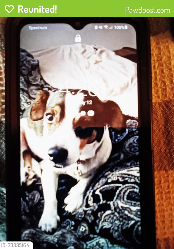 Reunited Female Dog last seen Lake Ellen and Vera Ave, Carrollwood, FL, Greater Carrollwood, FL 33618