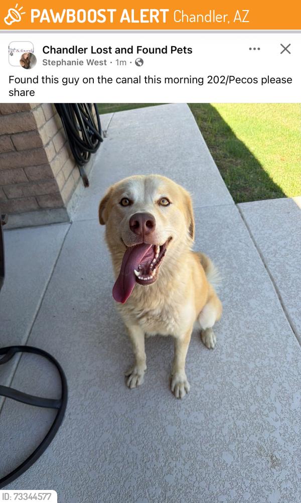 Found/Stray Unknown Dog last seen Canal 202/Pecos Rd, Chandler, AZ 85224