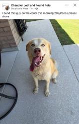 Found/Stray Unknown Dog last seen Canal 202/Pecos Rd, Chandler, AZ 85224