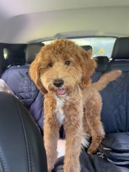 Reunited Male Dog last seen Main Street Markham, Markham, ON 