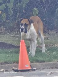 Found/Stray Male Dog last seen TWRA Hunter Education Center, Bartlett, TN 38133