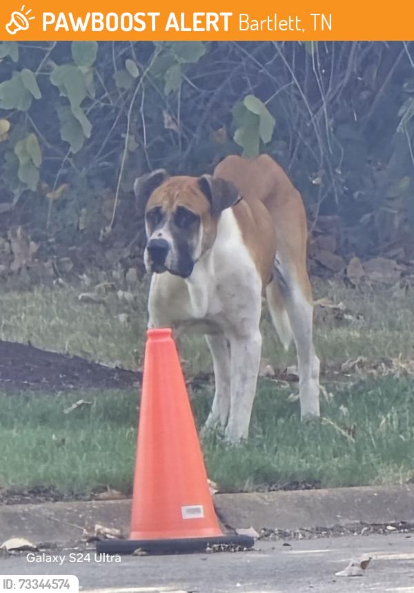 Found/Stray Male Dog last seen TWRA Hunter Education Center, Bartlett, TN 38133