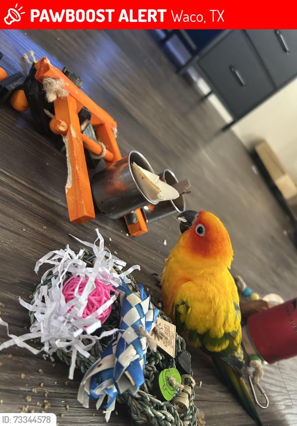 Lost Female Bird last seen Near S 5th St, Waco, TX 76706